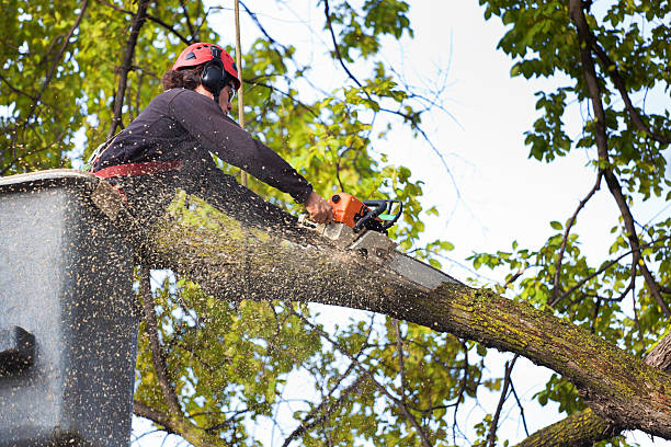 How Our Tree Care Process Works  in  Holloman Af, NM
